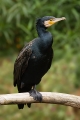 400px-Phalacrocorax_carbo_Vic